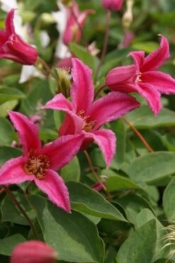 Princess Diana Clematis - 1 Gallon Pot 15 Princess Diana Clematis - 1 Gallon Pot -Flowers World Shop clematis princess diana 4