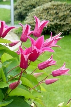 Princess Diana Clematis - 1 Gallon Pot 13 Princess Diana Clematis - 1 Gallon Pot -Flowers World Shop clematis princess diana 5