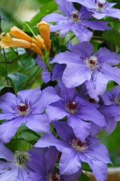 Ramona Clematis - 1 Gallon Pot -Flowers World Shop clematis ramona 10