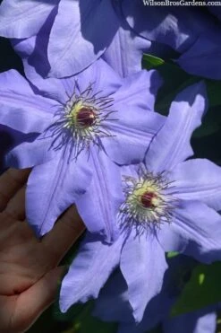 Ramona Clematis - 1 Gallon Pot -Flowers World Shop clematis ramona 15