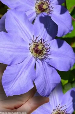 Ramona Clematis - 1 Gallon Pot -Flowers World Shop clematis ramona 9