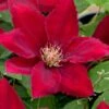 Rebecca Clematis - 1 Gallon Pot -Flowers World Shop clematis rebecca 11