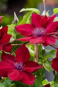 Rebecca Clematis - 1 Gallon Pot 13 Rebecca Clematis - 1 Gallon Pot -Flowers World Shop clematis rebecca 4