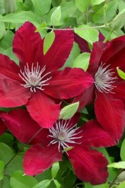 Rebecca Clematis - 1 Gallon Pot 11 Rebecca Clematis - 1 Gallon Pot -Flowers World Shop clematis rebecca 5
