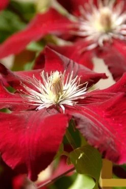 Rebecca Clematis - 1 Gallon Pot 12 Rebecca Clematis - 1 Gallon Pot -Flowers World Shop clematis rebecca 6