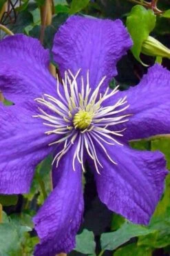 Rhapsody Clematis - 1 Gallon Pot -Flowers World Shop clematis rhapsody 3