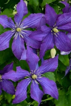 Rhapsody Clematis - 1 Gallon Pot -Flowers World Shop clematis rhapsody 4