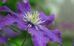 Rhapsody Clematis - 1 Gallon Pot -Flowers World Shop clematis rhapsody 5