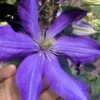 Rhapsody Clematis - 1 Gallon Pot