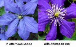 Rhapsody Clematis - 1 Gallon Pot -Flowers World Shop clematis rhapsody 9