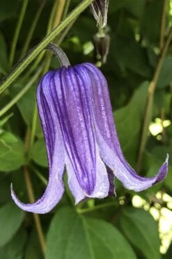 Roguchi Clematis - 1 Gallon Pot 12 Roguchi Clematis - 1 Gallon Pot -Flowers World Shop clematis roguchi 10