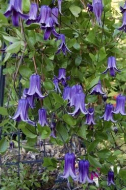 Roguchi Clematis - 1 Gallon Pot 11 Roguchi Clematis - 1 Gallon Pot -Flowers World Shop clematis roguchi 11