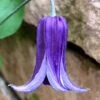 Roguchi Clematis - 1 Gallon Pot -Flowers World Shop clematis roguchi 16