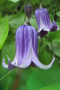 Roguchi Clematis - 1 Gallon Pot 13 Roguchi Clematis - 1 Gallon Pot -Flowers World Shop clematis roguchi 6