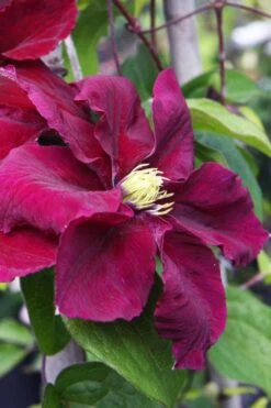 Rosemoor Clematis - 1 Gallon Pot -Flowers World Shop clematis rosemoor 5