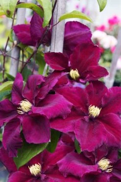 Rosemoor Clematis - 1 Gallon Pot -Flowers World Shop clematis rosemoor 6