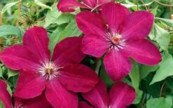 Rouge Cardinal Clematis - 1 Gallon Pot 11 Rouge Cardinal Clematis - 1 Gallon Pot -Flowers World Shop clematis rouge cardinal 2