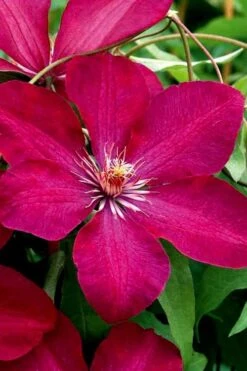 Rouge Cardinal Clematis - 1 Gallon Pot 10 Rouge Cardinal Clematis - 1 Gallon Pot -Flowers World Shop clematis rouge cardinal 3