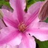 Sally Clematis - 1 Gallon Pot -Flowers World Shop clematis sally 21