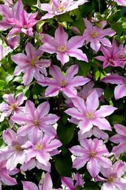 Sally Clematis - 1 Gallon Pot -Flowers World Shop clematis sally 22