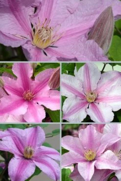 Sally Clematis - 1 Gallon Pot -Flowers World Shop clematis sally 24