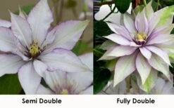 Samaritan Jo Clematis - 1 Gallon Pot 15 Samaritan Jo Clematis - 1 Gallon Pot -Flowers World Shop clematis samaritan jo 8