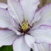 Samaritan Jo Clematis - 1 Gallon Pot -Flowers World Shop clematis samaritan jo 9
