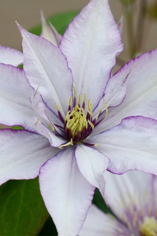Samaritan Jo Clematis - 1 Gallon Pot 3 Samaritan Jo Clematis - 1 Gallon Pot