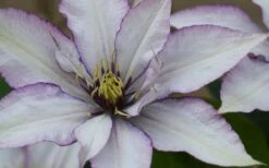 Samaritan Jo Clematis - 1 Gallon Pot 19 Samaritan Jo Clematis - 1 Gallon Pot -Flowers World Shop clematis samaritan joe 1