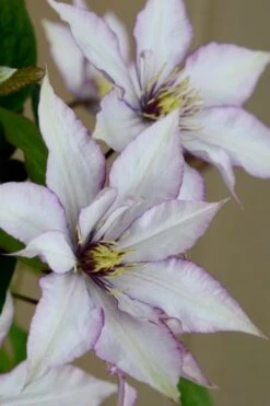 Samaritan Jo Clematis - 1 Gallon Pot 14 Samaritan Jo Clematis - 1 Gallon Pot -Flowers World Shop clematis samaritan joe 5