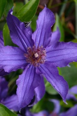 Sapphire Indigo Clematis - 3 Gallon Pot 15 Sapphire Indigo Clematis - 3 Gallon Pot -Flowers World Shop clematis sapphire indigo 1