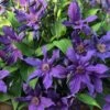 Sapphire Indigo Clematis - 3 Gallon Pot -Flowers World Shop clematis sapphire indigo 4