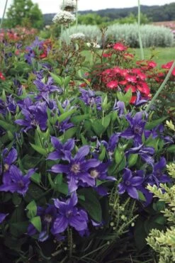 Sapphire Indigo Clematis - 3 Gallon Pot 14 Sapphire Indigo Clematis - 3 Gallon Pot -Flowers World Shop clematis sapphire indigo 6
