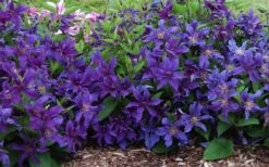 Sapphire Indigo Clematis - 3 Gallon Pot 12 Sapphire Indigo Clematis - 3 Gallon Pot -Flowers World Shop clematis sapphire indigo 7