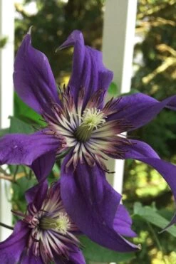 Sapphire Indigo Clematis - 3 Gallon Pot 13 Sapphire Indigo Clematis - 3 Gallon Pot -Flowers World Shop clematis sapphire indigo 9