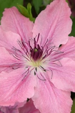 Sarah Elizabeth Clematis - 1 Gallon Pot 12 Sarah Elizabeth Clematis - 1 Gallon Pot -Flowers World Shop clematis sarah elizabeth 3