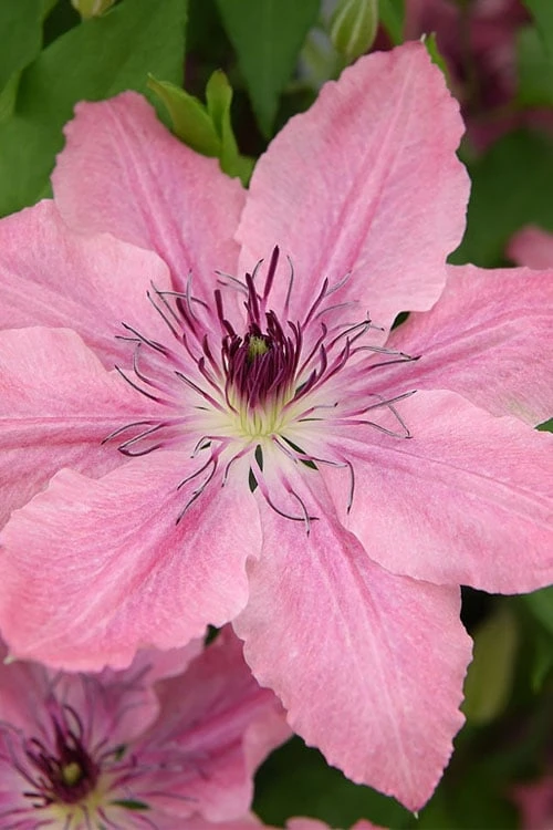 Sarah Elizabeth Clematis - 1 Gallon Pot 9 Sarah Elizabeth Clematis - 1 Gallon Pot - Image 7