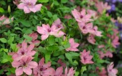 Sarah Elizabeth Clematis - 1 Gallon Pot 13 Sarah Elizabeth Clematis - 1 Gallon Pot -Flowers World Shop clematis sarah elizabeth 5