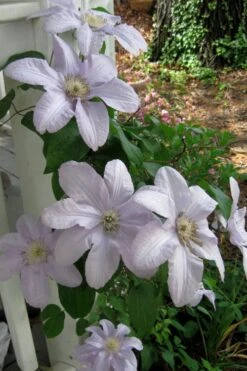 Silver Moon Clematis - 1 Gallon Pot -Flowers World Shop clematis silver moon 3
