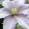 Silver Moon Clematis - 1 Gallon Pot -Flowers World Shop clematis silver moon 6