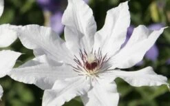 Snow Queen Clematis - 1 Gallon Pot -Flowers World Shop clematis snow queen 3