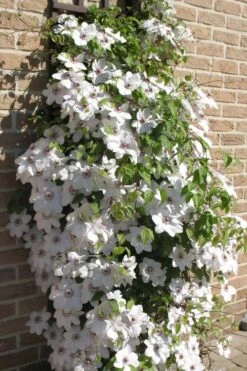 Snow Queen Clematis - 1 Gallon Pot -Flowers World Shop clematis snow queen 4