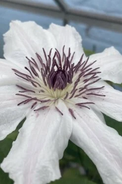Snow Queen Clematis - 1 Gallon Pot -Flowers World Shop clematis snow queen 5
