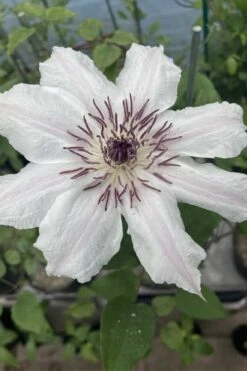 Snow Queen Clematis - 1 Gallon Pot -Flowers World Shop clematis snow queen 7