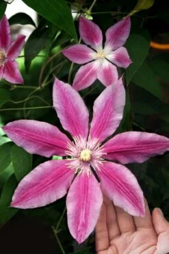 Sugar Candy Clematis - 1 Gallon Pot -Flowers World Shop clematis sugar candy 3