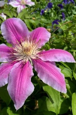 Sugar Candy Clematis - 1 Gallon Pot -Flowers World Shop clematis sugar candy 4