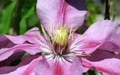 Sugar Candy Clematis - 1 Gallon Pot -Flowers World Shop clematis sugar candy 5