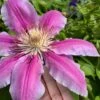 Sugar Candy Clematis - 1 Gallon Pot 2 Sugar Candy Clematis - 1 Gallon Pot -Flowers World Shop clematis sugar candy 6