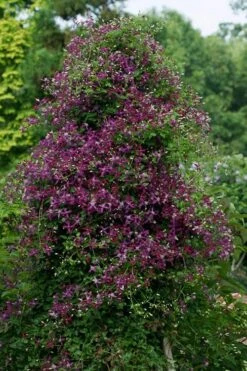 Sweet Summer Love Clematis - 1 Gallon Pot -Flowers World Shop clematis sweet summer love 4