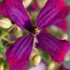 Sweet Summer Love Clematis - 1 Gallon Pot -Flowers World Shop clematis sweet summer love 6
